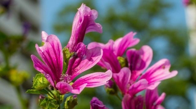Мальва лесная, или Просвирник лесной Мальва лесная, или Просвирник лесной