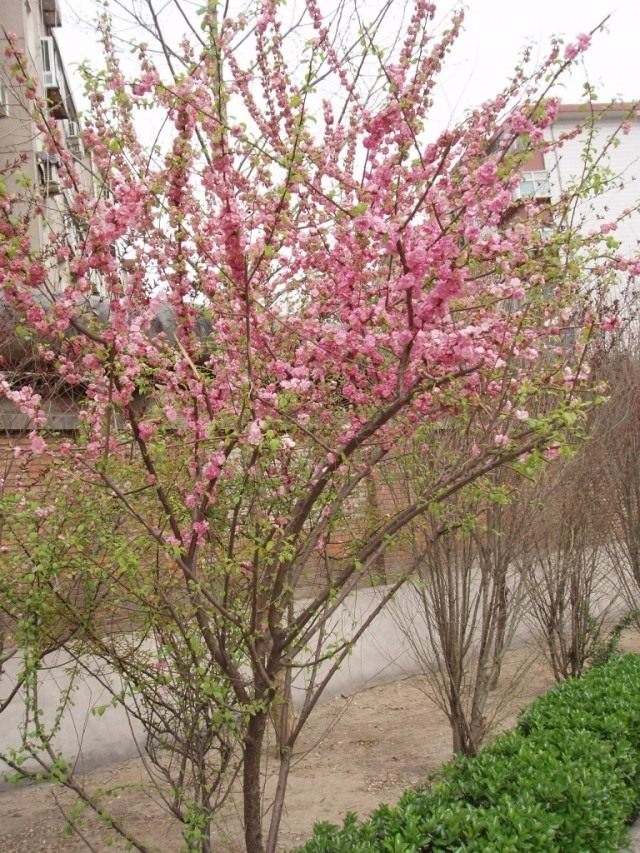 Персиковое дерево в цвету
