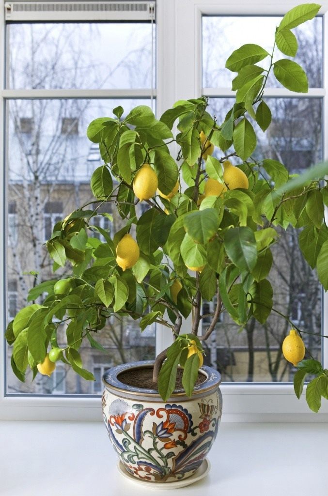 Семя лимонного дерева мхи имеют семя