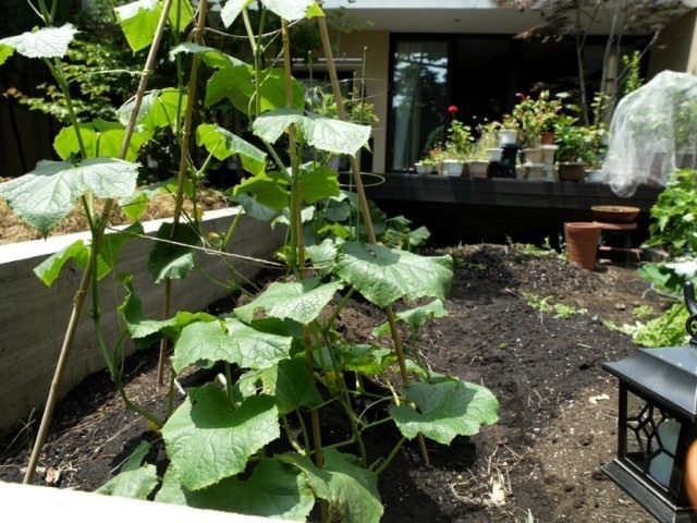 Как выращивать огурцы в домашних условиях в открытом грунте?