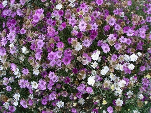 Сухоцвет однолетний, или Сухоцветник однолетний, или Бессмертник (лат. Xeranthemum annuum) Сухоцвет однолетний, или Сухоцветник однолетний, или Бессмертник (лат. Xeranthemum annuum)
