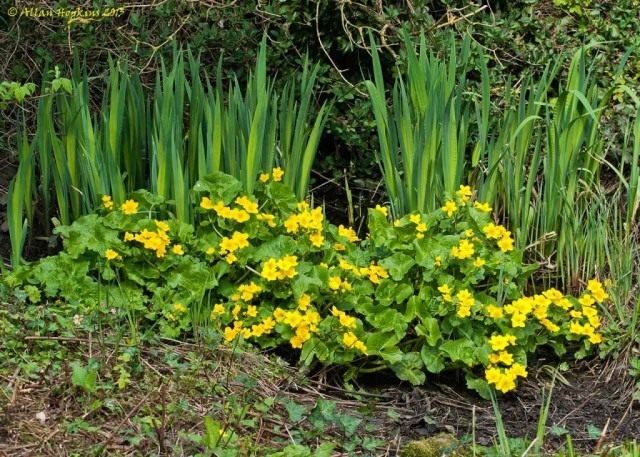 Калужница болотная (Caltha palustris) Калужница болотная (Caltha palustris)