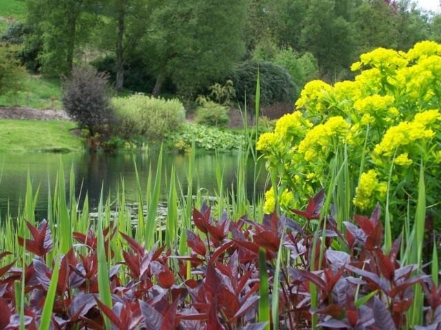 Молочай болотный (Euphorbia palustris) Молочай болотный (Euphorbia palustris)