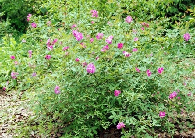 Роза болотная (Rosa palustris)