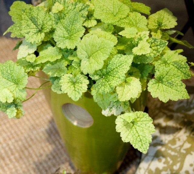 Толмия Мензиса (лат. Tolmiea menziesii) Толмия Мензиса (Tolmiea menziesii)