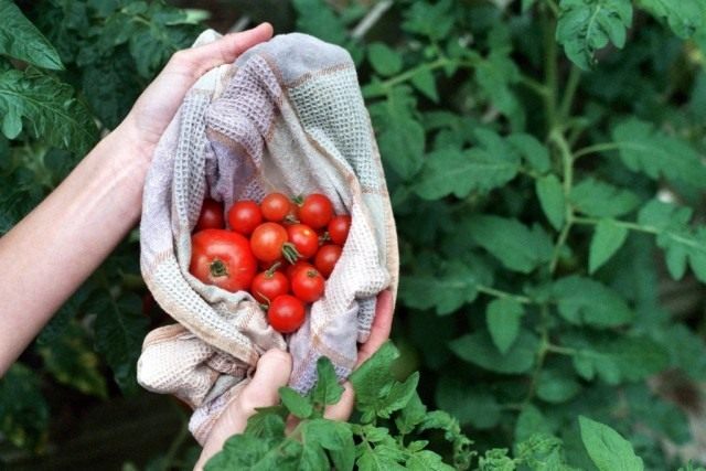 Как правильно выращивать помидоры - фото 2