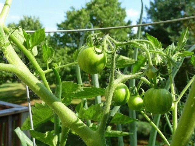 Как правильно выращивать помидоры - фото 5