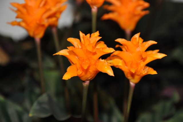 Калатея — молитвенный цветок