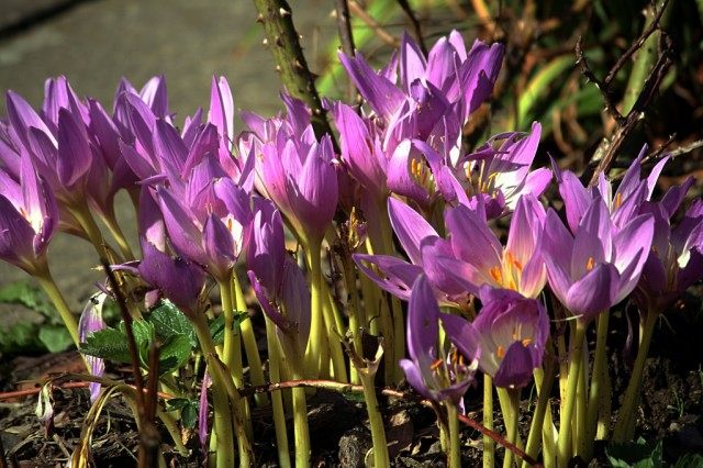 Безвременник осенний (Colchicum autumnale) Безвременник осенний (Colchicum autumnale)