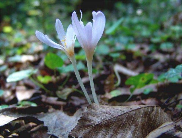 Безвременник теневой (Colchicum umbrosum) Безвременник теневой (Colchicum umbrosum)