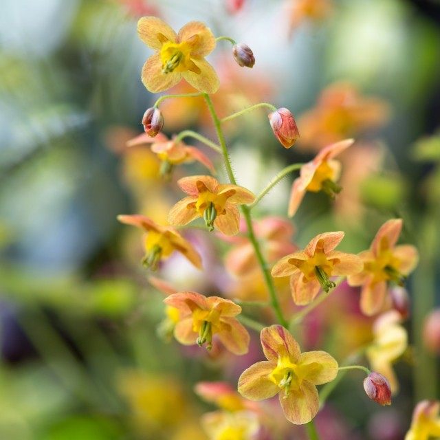 Горянка, или Эпимедиум варлийский 'Orangekönigin' (Epimedium x warleyense) Горянка, или Эпимедиум варлийский 'Orangekönigin' (Epimedium x warleyense)