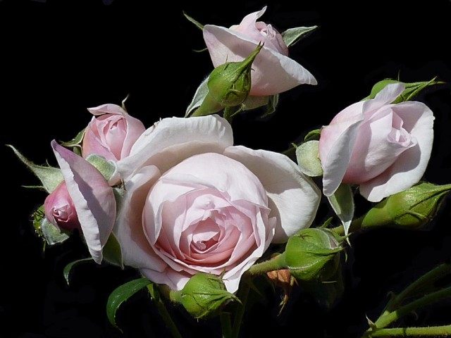 Роза Наследие (Rosa ‘Heritage’) Роза Наследие (Rosa ‘Heritage’)