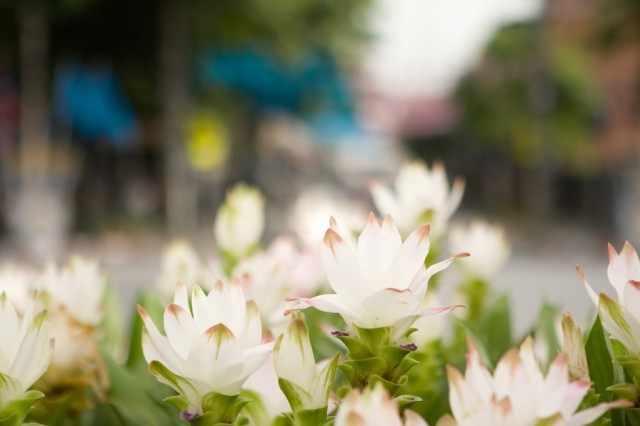 Цветы Куркумы частухолистной еще называют Сиамским тюльпаном