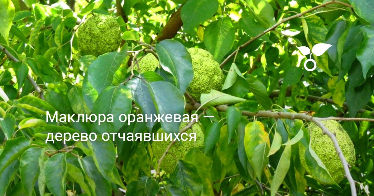 Адамово Яблоко Фото Дерева Где Растет