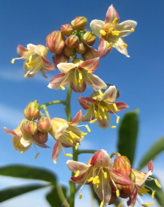 Цветы Маниока