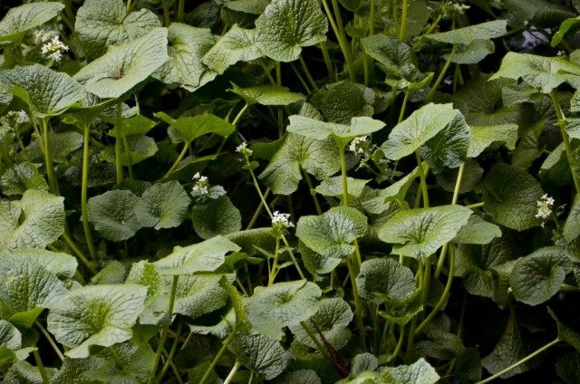Васаби, или Эвтрема японская (Eutrema japonicum) Васаби, или Эвтрема японская (Eutrema japonicum)