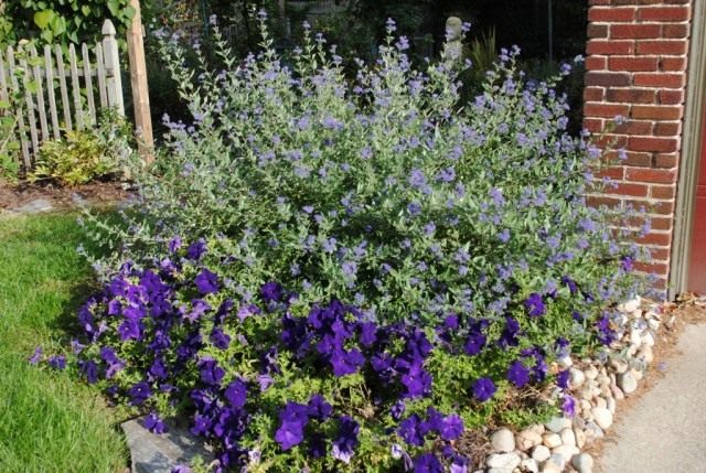 Кариоптерис, или Орехокрыльник (Caryopteris) Кариоптерис, или Орехокрыльник (Caryopteris)