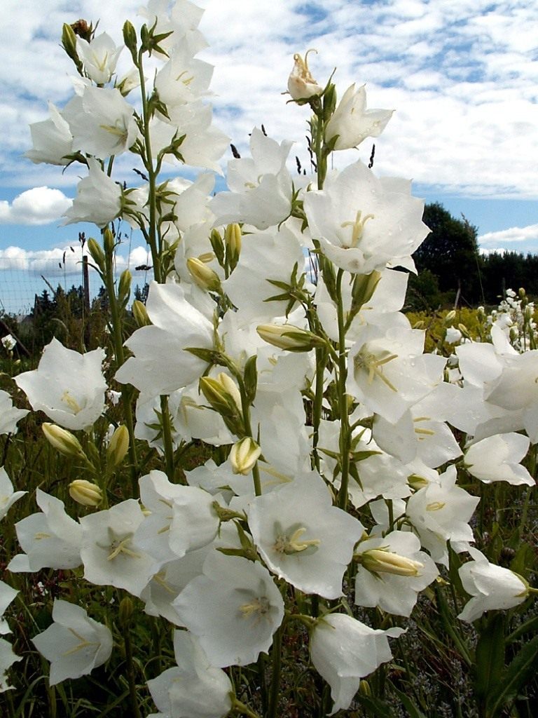 Цветы крупный колокольчик. Колокольчик персиколистный Alba. Колокольчик персиколистный. Grandiflora Alba. Колокольчик персиколистный (Campanula persicifolia `Takion White`).