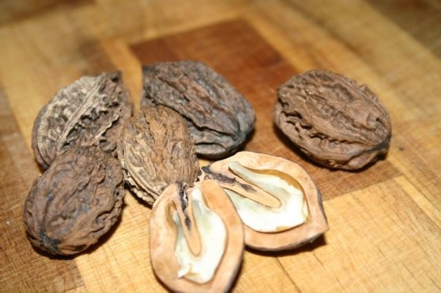 Характеристика и описание ореха маньчжурского