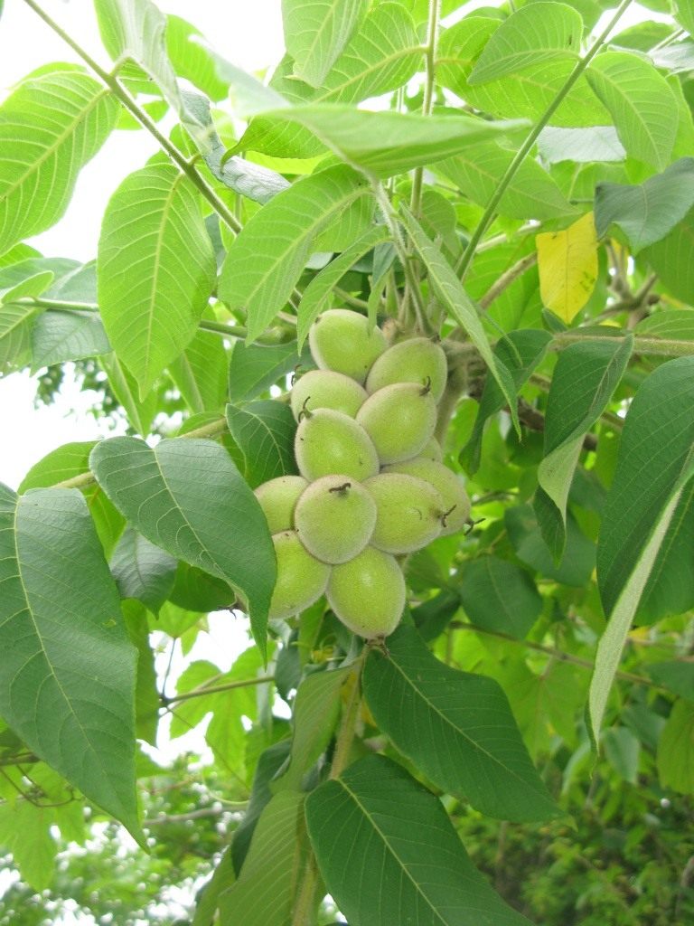 Маньчжурский орех дерево описание фото и описание