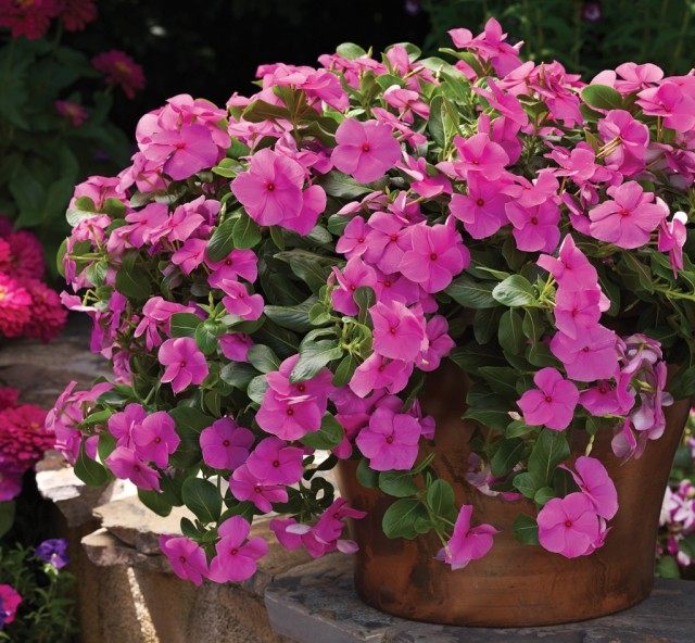 Катарантус (Catharanthus) Катарантус (Catharanthus)