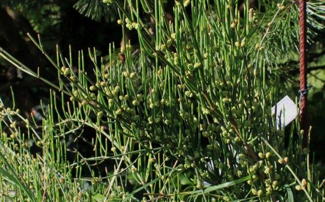 Хвойник двухколосковый, или Эфедра двухколосковая (Ephedra distachya) Степная малина Хвойник двухколосковый, или Эфедра двухколосковая (Ephedra distachya) Степная малина