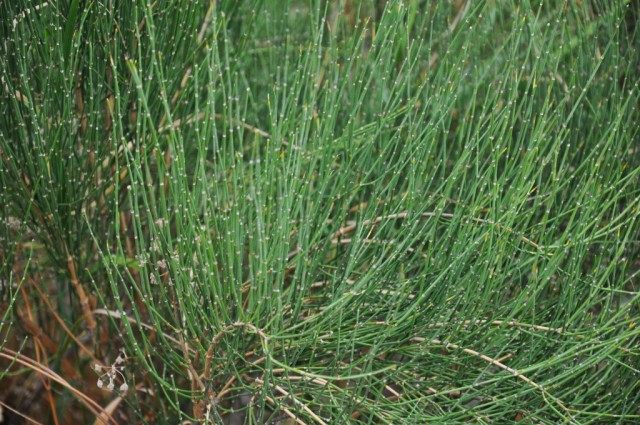 Хвойник хвощёвый, или Эфедра хвощёвая (Ephedra equisetina) Хвойник хвощёвый, или Эфедра хвощёвая (Ephedra equisetina)