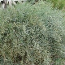 Хвойник хвощёвый, или Эфедра хвощёвая, или Эфедра горная (Ephedra equisetina) Хвойник хвощёвый, или Эфедра хвощёвая, или Эфедра горная (Ephedra equisetina)