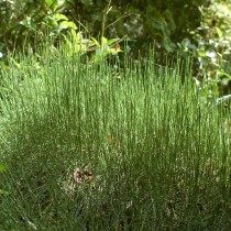 Хвойник Жерара, или Эфедра Жерара (Ephedra gerardiana) Хвойник Жерара, или Эфедра Жерара (Ephedra gerardiana)