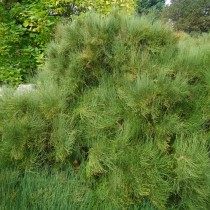 Хвойник рослый, или Эфедра высокая, или Эфедра рослая (Ephedra major) Хвойник рослый, или Эфедра высокая, или Эфедра рослая (Ephedra major)