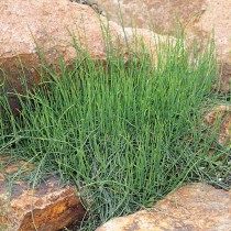 Хвойник карликовый, или Эфедра карликовая (Ephedra minuta) Хвойник карликовый, или Эфедра карликовая (Ephedra minuta)