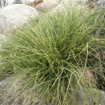 Хвойник односемянный, или Эфедра односемянная (Ephedra monosperma). Хвойничек Хвойник односемянный, или Эфедра односемянная (Ephedra monosperma). Хвойничек