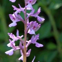 В настоящее время ятрышник точечный (orchis picta) является подвидом Анакамптис дремлик (Anacamptis morio) В настоящее время ятрышник точечный (orchis picta) является подвидом Анакамптис дремлик (Anacamptis morio)