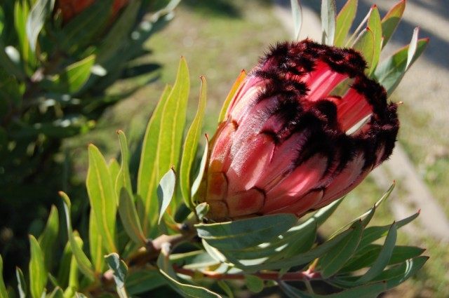 Протея лавролистная (Protea laurifolia)