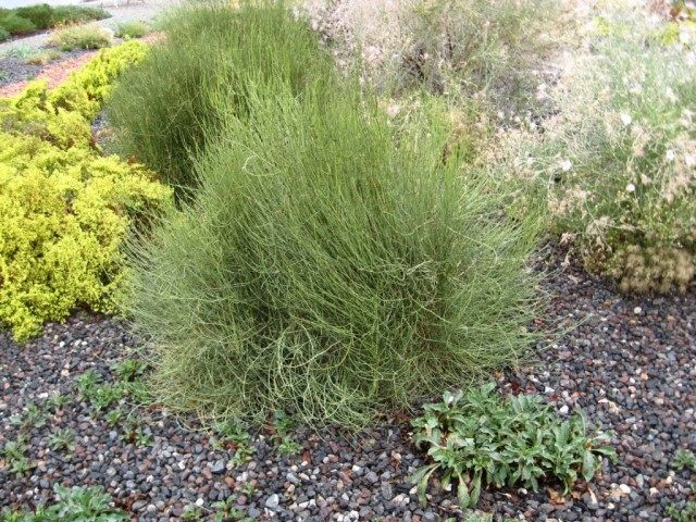 Хвойник зелёный, Мормонский чай, Эфедра зелёная (Ephedra viridis) Хвойник зелёный, Мормонский чай, Эфедра зелёная (Ephedra viridis)