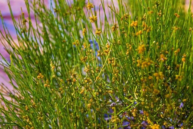Эфедра траурная, или Хвойник траурный (Ephedra funerea) Эфедра траурная, или Хвойник траурный (Ephedra funerea)