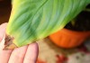 Сохнут кончики листьев Спатифиллюма