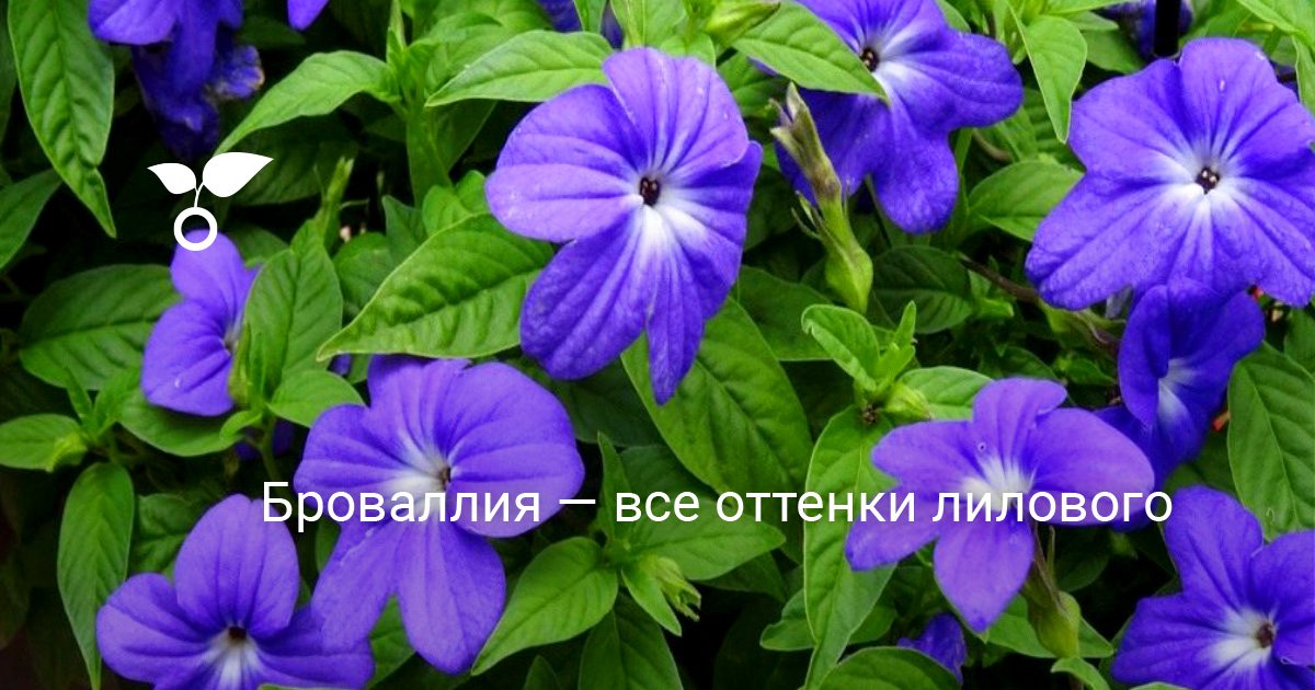 Броваллия Комнатный Фото
