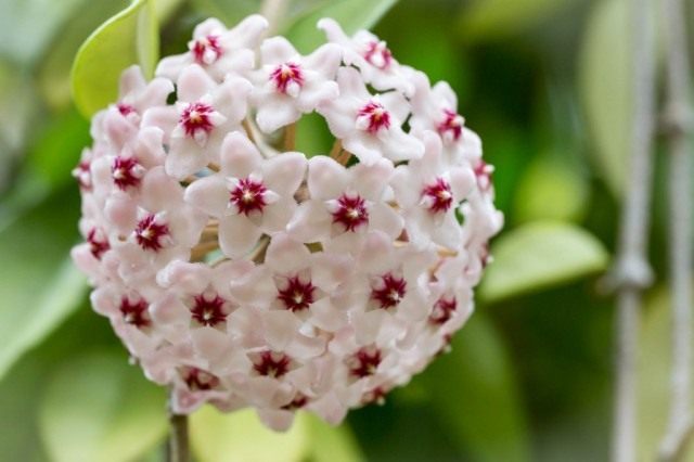 Хойя мясистая (Hoya carnosa) Хойя мясистая (Hoya carnosa)