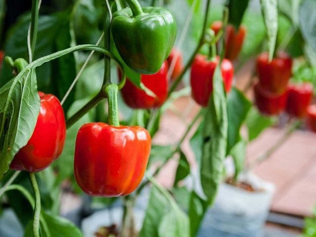 Как выбрать семена перца болгарского. Смотреть фото Как выбрать семена перца болгарского. Смотреть картинку Как выбрать семена перца болгарского. Картинка про Как выбрать семена перца болгарского. Фото Как выбрать семена перца болгарского