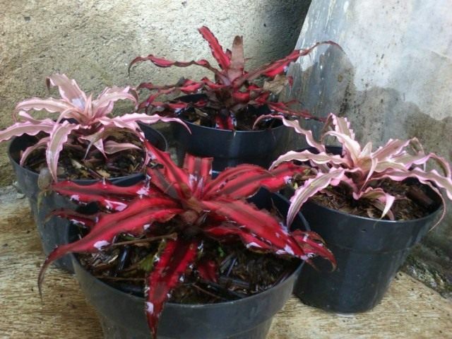 Криптантусы 'Pink Starlight' и 'Ruby' Криптантусы 'Pink Starlight' и 'Ruby'