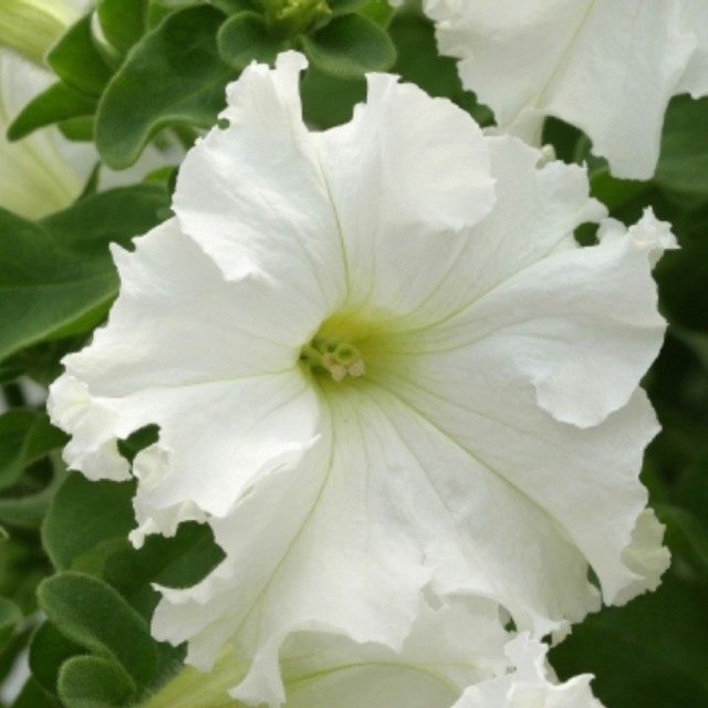 Цветок петунии фриллитунии белой