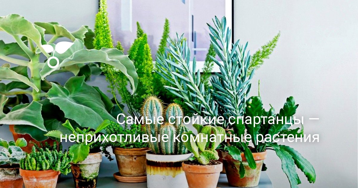 Самые Популярные Комнатные Растения Фото