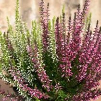 Вереск обыкновенный (Calluna vulgaris) Вереск обыкновенный (Calluna vulgaris)