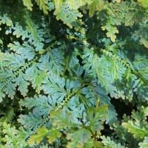 Селагинелла Вильденова (Selaginella willdenowii) Селагинелла Вильденова (Selaginella willdenowii)
