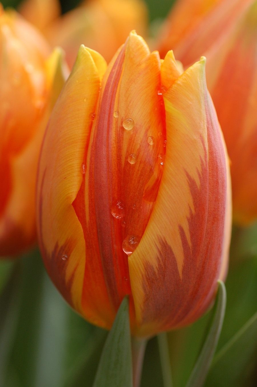 Tulip-Prinses-Irene-03