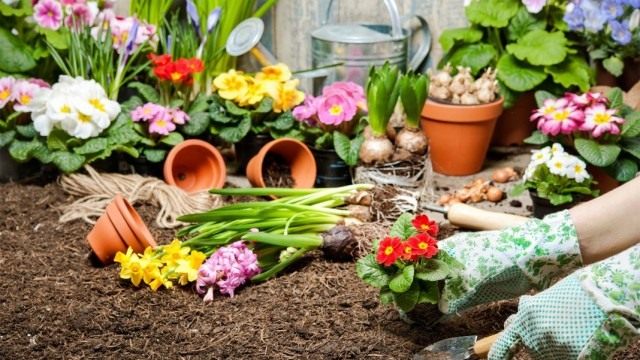Май для цветоводов месяц активных работ Май для цветоводов месяц активных работ