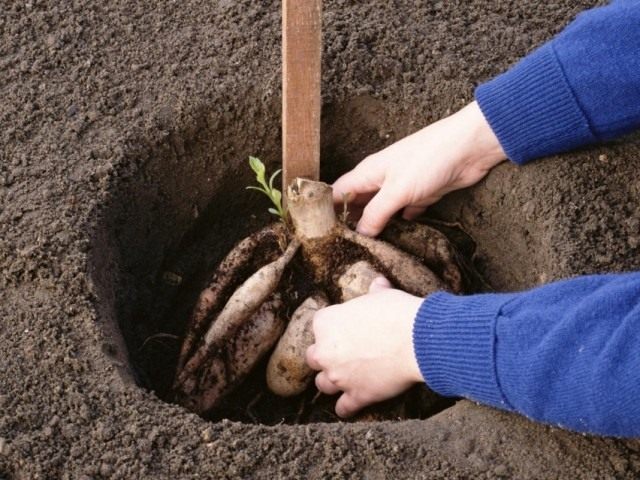 В мае приступаем к посадкам не зимующих в почве многолетних культур, а так же проводим разделение керневищ В мае приступаем к посадкам не зимующих в почве многолетних культур, а так же проводим разделение керневищ