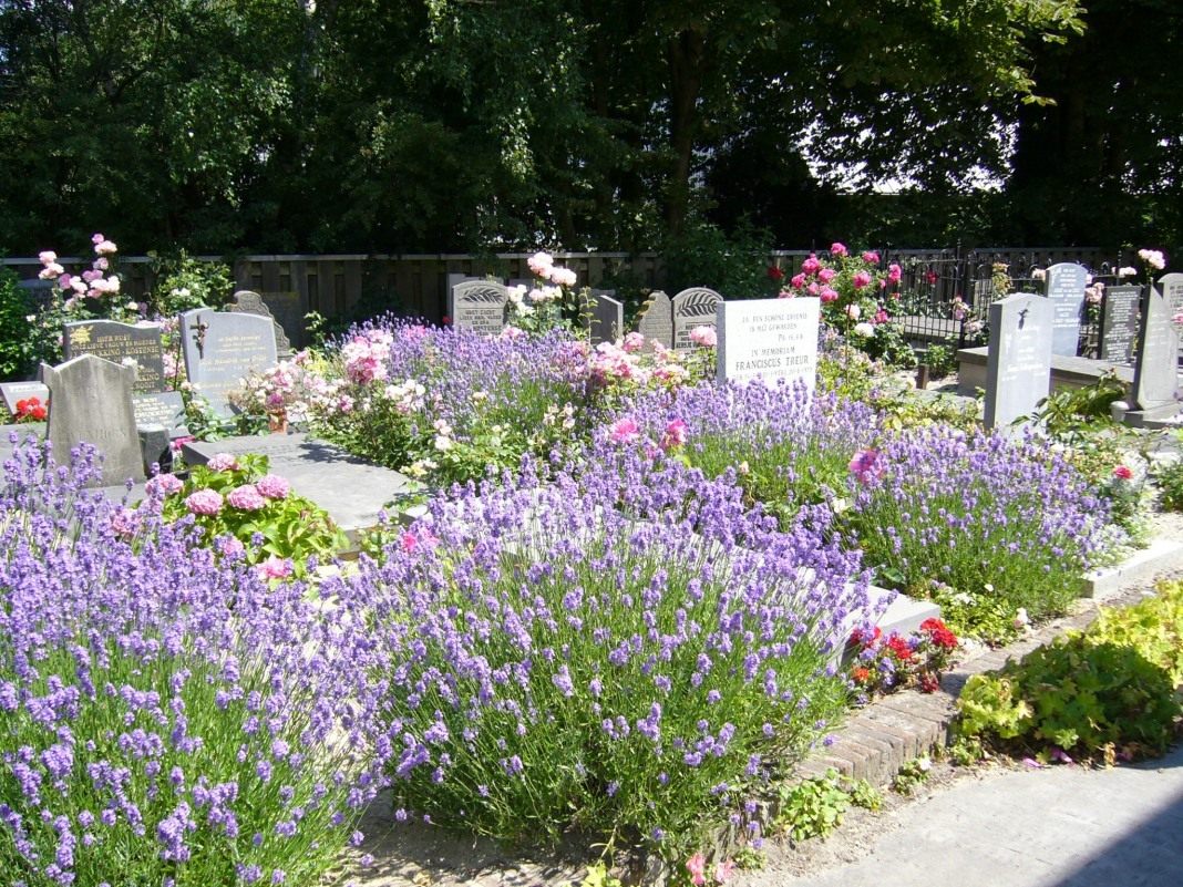 Цветы На Кладбище Фото