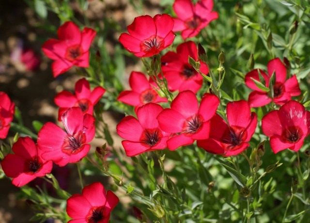 Лён крупноцветковый (Linum grandiflorum)